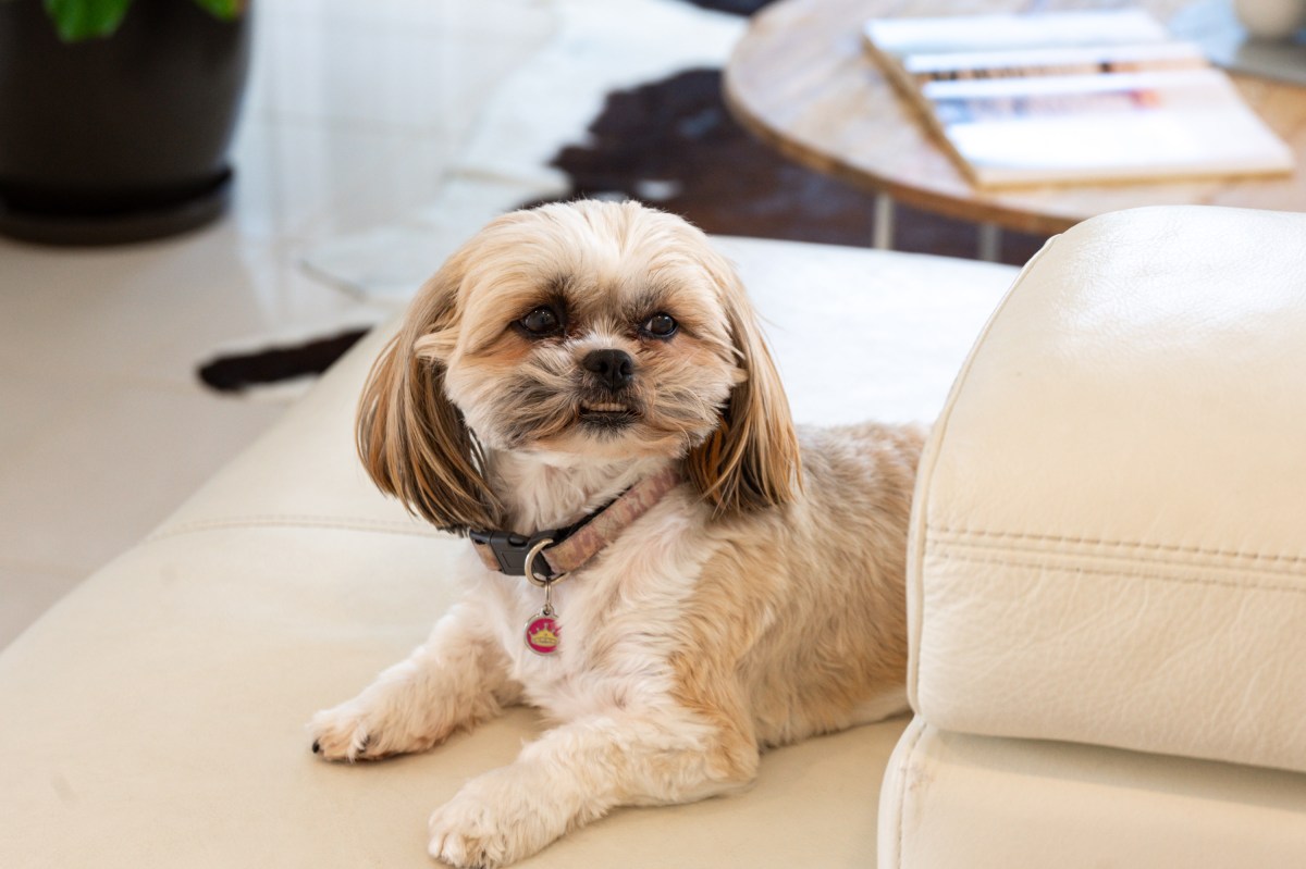 How Fostering Dogs Changed My&nbsp;Life